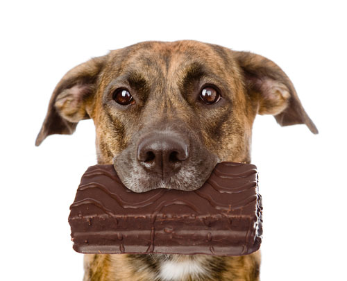 Perro comiendo chocolate