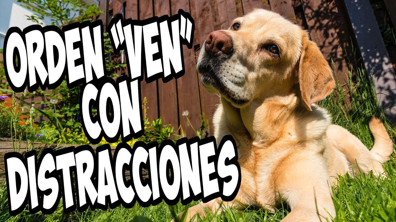 Llamada con distracciones