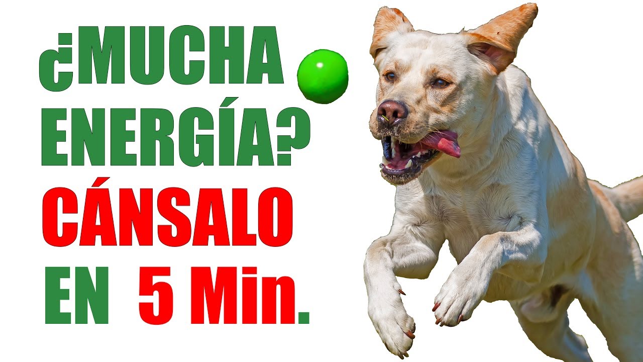 Pelota