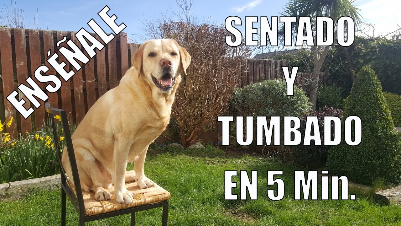 Sentado y Tumbado