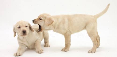 Perros Agresivos tipos de agresividad