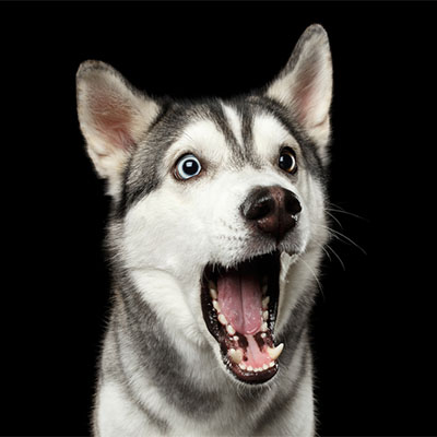 Castrar a tu Perro, Ventajas y Desventajas