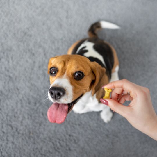 Entrenamiento en obediencia canina: ¿Qué es y por qué es importante?