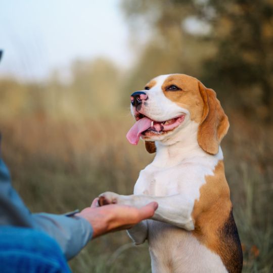 Los beneficios del adiestramiento canino para la salud de tu mascota