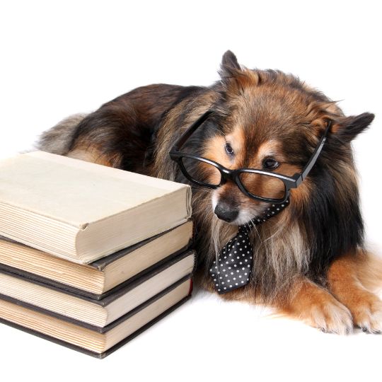 Los 5 mejores libros de adiestramiento canino
