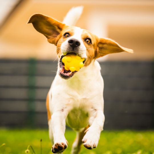 Los mejores juegos y actividades para mantener a tu perro física y mentalmente saludable