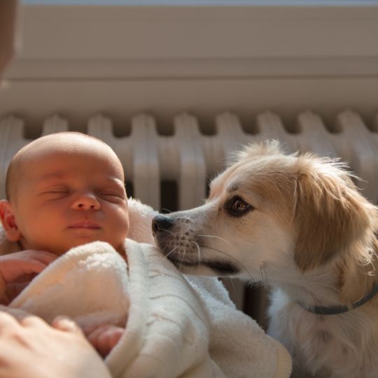 Como presentar un bebé a tu perro