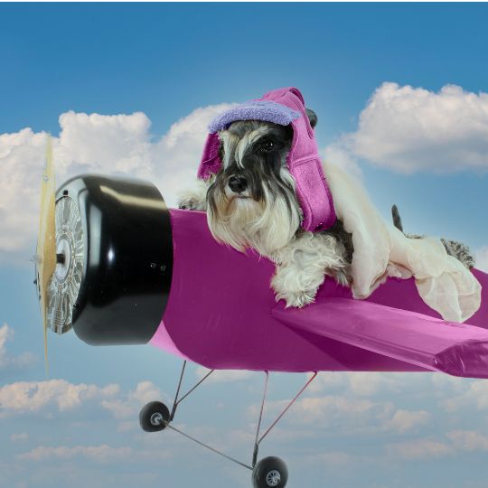 Cómo preparar a tu perro para un viaje en avión