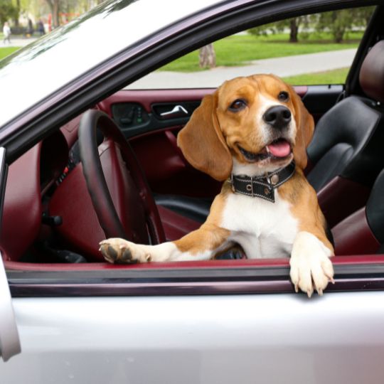 Cómo preparar a tu perro para un viaje en coche