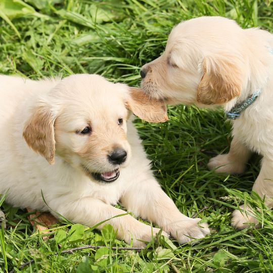 Cómo socializar a tu cachorro correctamente para evitar problemas de comportamiento