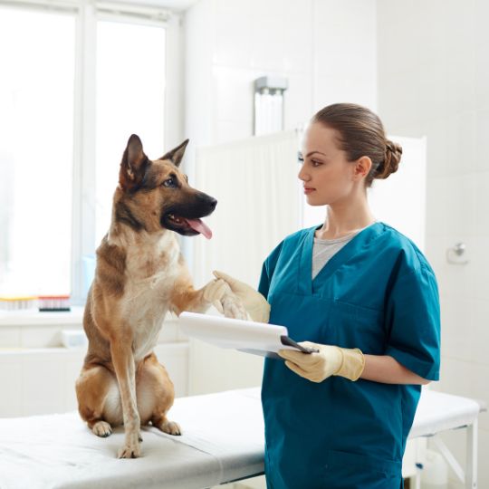 Cómo identificar y tratar las alergias en un perro