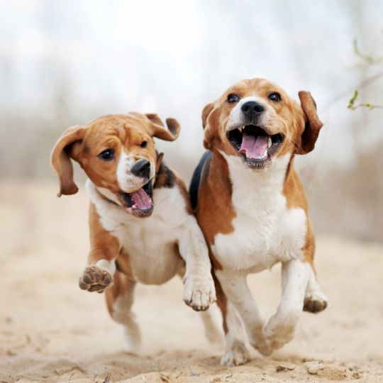 ¡Todo sobre los Beagle: Desde su historia hasta su personalidad y curiosidades!