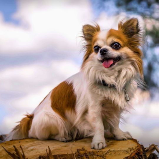 Foto de un Chihuahua