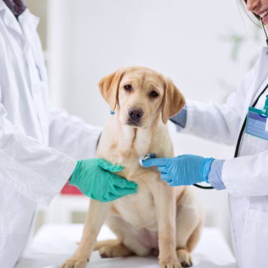 Consejos para enseñar a tu perro a estar tranquilo en el veterinario