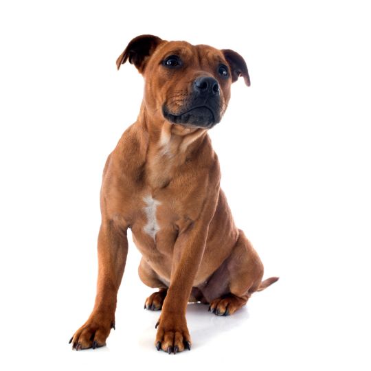 El Staffordshire Bull Terrier – Todo lo que debes saber