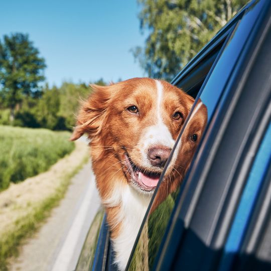 Los mejores métodos para enseñar a tu perro a estar tranquilo en el coche