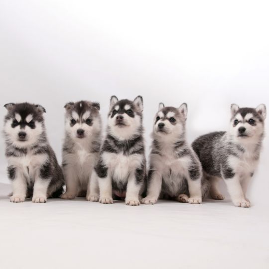 Cachorros de Husky Siberiano
