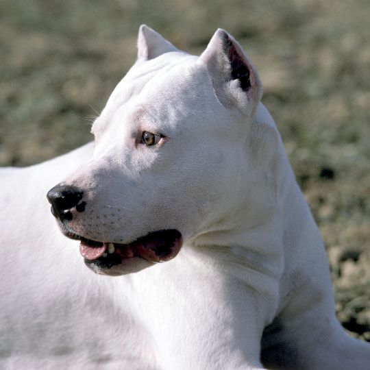 Dogo Argentino con orejas cortadas