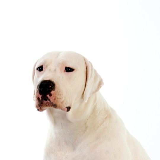 El Dogo Argentino: Descubre todo sobre la raza de perros preferida de Ernesto ‘Che’ Guevara