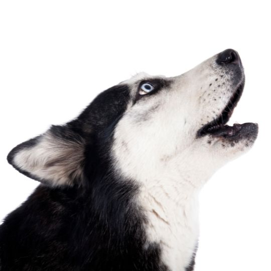 Todo sobre el Husky Siberiano y curiosidades sobre la raza